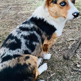 American Corgis and Pembroke Welsh Corgis from Lost Creek Corgis