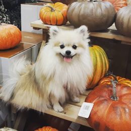 Cookie - Pomeranian