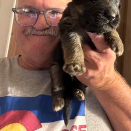 Delta - Black and red male German Shepherd puppy in Pueblo West, Colorado from 5 Star German Shepherds aka Martin Family German Shepherds