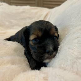 Cocker Spaniel Puppies from Jennifer Dees