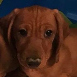 Dachshunds and Labrador Retrievers from Kinyon Dee’s Doggies