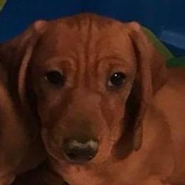Dachshunds and Labrador Retrievers from Kinyon Dee’s Doggies