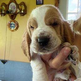 Dexter - Red and white male Basset Hound puppy in Guys Mills, Pennsylvania from Hidden Heart Basset Hounds