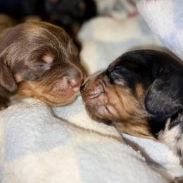 Dachshund puppies from Dickeys Doxies