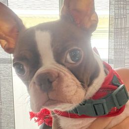 Leia - Boston Terrier