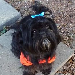 Broady - Shih Tzu