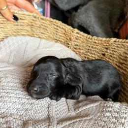 Spookie - Black female Dachshund puppy in Excel, Alabama from CJ’s Little Palace