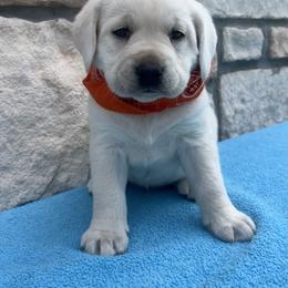Boy 1 - male Labrador Retriever puppy in Mansfield, Missouri from Leadhill Labs