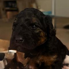 Girl 2 - Phantom female Goldendoodle puppy in West Frankfort, Illinois from Griffinstead Doodles