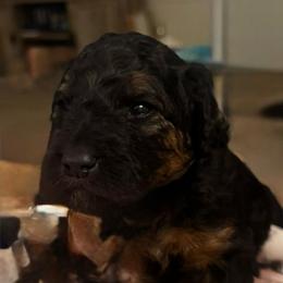 Girl 2 - Phantom female Goldendoodle puppy in West Frankfort, Illinois from Griffinstead Doodles
