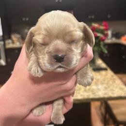 Boy 1 - Buff male Cocker Spaniel puppy in Spotsylvania, Virginia from Wilkshire Farm