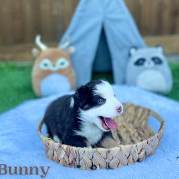 Australian Shepherd and Miniature Australian Shepherd Puppies from Integrity Aussies Tx