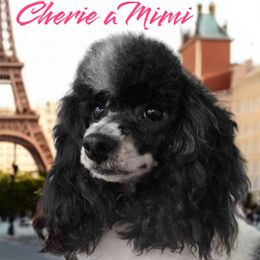 Poodles from Cherie a Mimi Dogs