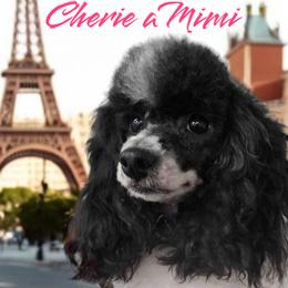 Poodles from Cherie a Mimi Dogs