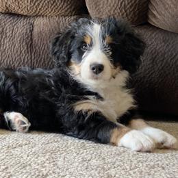 Bernedoodle and Goldendoodle Puppies from TurkeyCreek Doodles