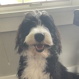 Winnie - Bernedoodle
