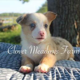 American Corgi and Pembroke Welsh Corgi Puppies from Clover Meadows Farm Corgis