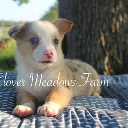 American Corgi and Pembroke Welsh Corgi Puppies from Clover Meadows Farm Corgis