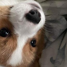 Pembroke Welsh Corgis from Family Corgis NC