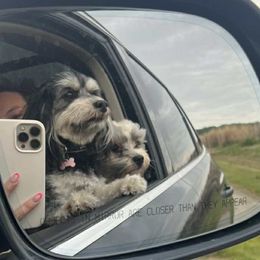 Bouvier des Flandres and Havanese from Beulah Bouviers and Havanese