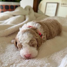 Red Boy - Brown and white male Bernedoodle puppy in Fort Gibson, Oklahoma from Waggle Doodles
