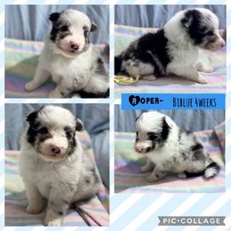 Shetland Sheepdog Puppies from Milady’s Shelties East Texas
