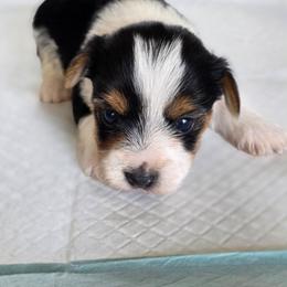 Rosie's Parti Boy - Parti male Yorkshire Terrier puppy in Aiken, South Carolina from Sio's Yorkies