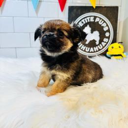 Thea - Black sabled fawn female Chihuahua puppy in Dayton, Ohio from Petite Pups