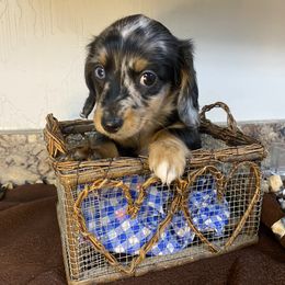 Dachshund Puppies from Yellowstone Dachshunds