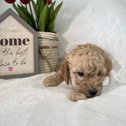 Aussiedoodle, Bernedoodle, Goldendoodle, and Poodle Puppies from Vallevistadoodles