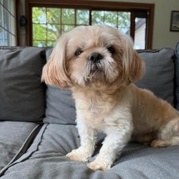 Sargent Gray - Blue male Shih Tzu puppy in Kettering, Ohio from The Ruff Life Tribe