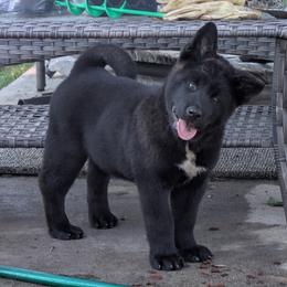 Akita Puppies from Akita Kai Magic