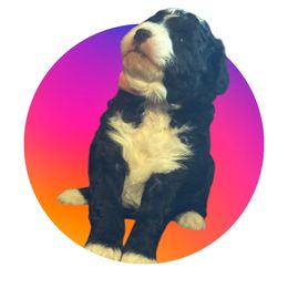 Misty - female Golden Mountain Doodle puppy in Murrieta Ca, California from Gloria's Goldendoodles