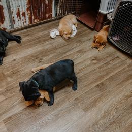 Labrador Retriever Puppies from Landon J Farms Labrador Retrievers