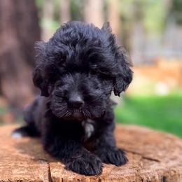 Popsicle - Black male Goldendoodle puppy in Pollock Pines, California from Penny Lane’s Doodles