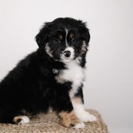 Miniature Australian Shepherd Puppies from R Heart Mini Aussies