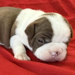Noel - Red female Boston Terrier puppy in Kingsport, Tennessee from Dreamweaver Bostons