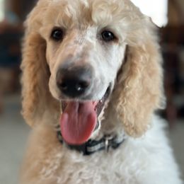 Pembroke Welsh Corgi and Poodle Puppies from Blue Diamond Kennel