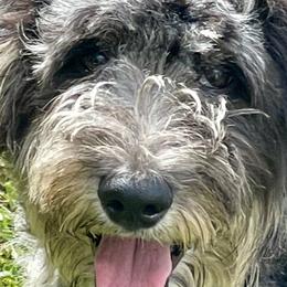 Aussiedoodles and Goldendoodles from Standard Goldendoodle and Doodles