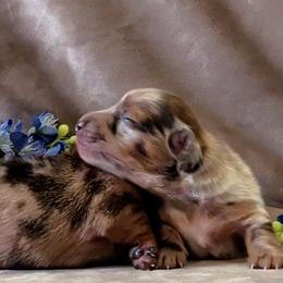 Boy 1 - Dapple male Dachshund puppy in Mt. Sterling, Illinois from Doxie Do's
