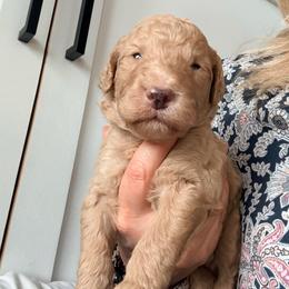 Sebastian - Apricot male Assorted Doodle Crosses puppy in Irmo, South Carolina from Kava Kennels