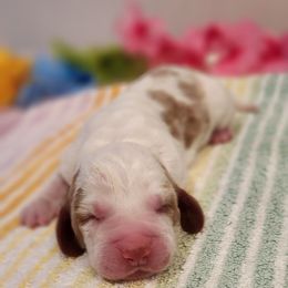 Summer - Lemon and white female Basset Hound puppy in Floyd, Arkansas from Twin Creek Acres