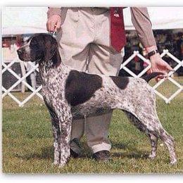 German Shorthaired Pointer All Grown Up from Majestik Kennels