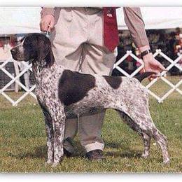 German Shorthaired Pointer All Grown Up from Majestik Kennels