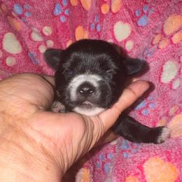 Pink Collar - Parti female Yorkshire Terrier puppy in Flowood, Mississippi from Prissy PawPals