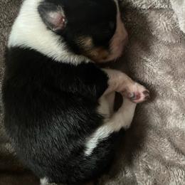Twix - Blue female Australian Cattle Dog puppy in Lancaster, Minnesota from Weleski Chocolate Heelers