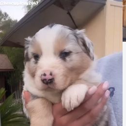 Diamond - Blue merle Australian Shepherd puppy in Sylmar, California from Sabrina's Australian Shepherds