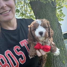 Bernedoodle, Cavapoo, Cockapoo, Goldendoodle, and Poodle Puppies from DoodleForever