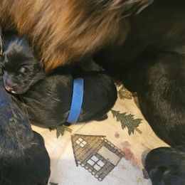 Mr Brown - Black and red male German Shepherd puppy in Newaygo, Michigan from Sterley Shepherds