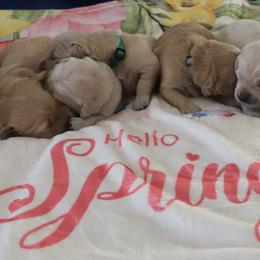 Golden Retriever Puppies from Golden M Family Farms